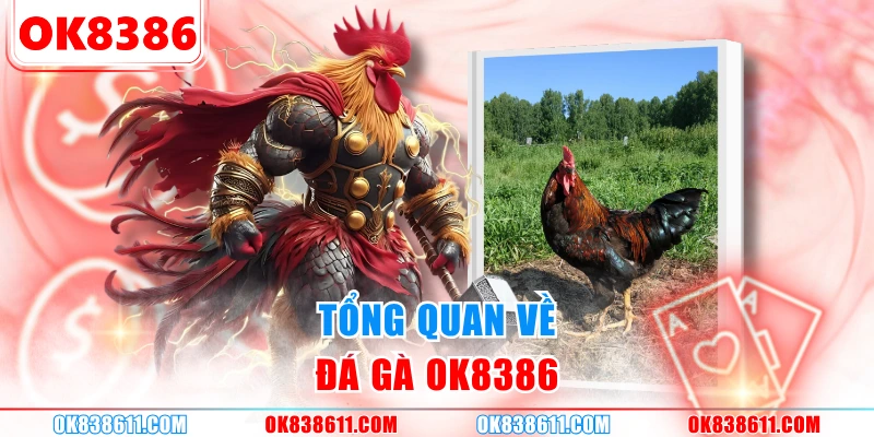 Tổng quan về đá gà OK8386